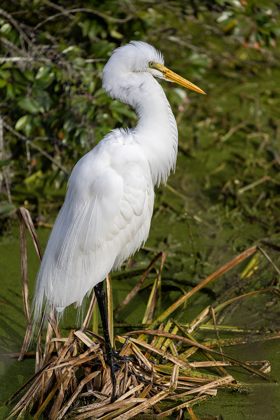 2nd PrizeOpen Nature In Class 1 By Michele Hall For Equable Egret JAN-2024.jpg